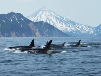 Каталог экскурсий За китами на край света!