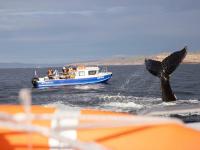 Каталог экскурсий Аврора. Море. Ты. 23 февраля и 8 марта 2026